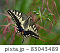 お彼岸の終わりを告げるアゲハ蝶 83043489