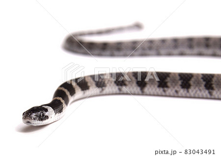 シロマダラ　幼体　ヘビ シロマダラヘビ幼蛇🐍。 - sinchan研究室