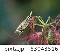 彼岸花とアゲハ蝶 83043516