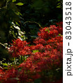 光を浴びる彼岸花 83043518