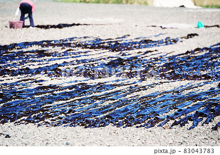 昆布漁の朝の風景 83043783