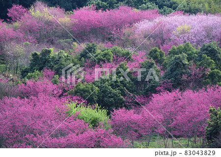 花 フラワー お花 83043829