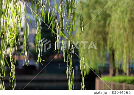 柳の木　 83044569