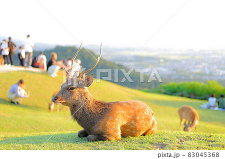 若草山の山頂のオス鹿 83045368