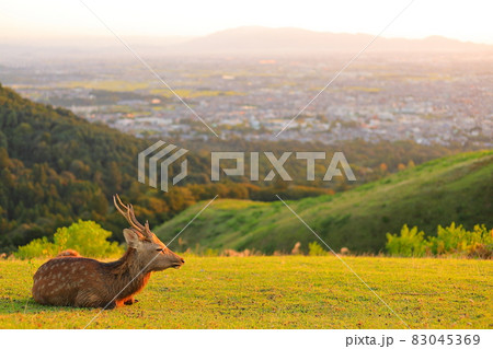 若草山の山頂から夕陽を眺めるオス鹿 83045369