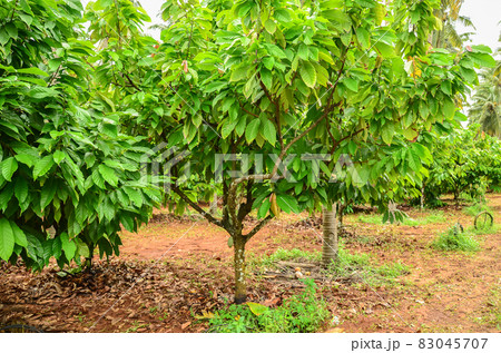 Integrated farming Integrated farming 83045707