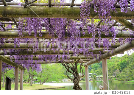 紫色の藤の花 83045812