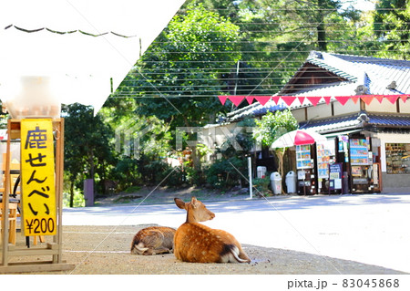 奈良公園の鹿 奈良公園の鹿 83045868