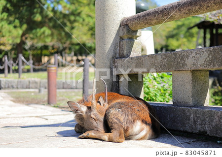 奈良公園の鹿 83045871