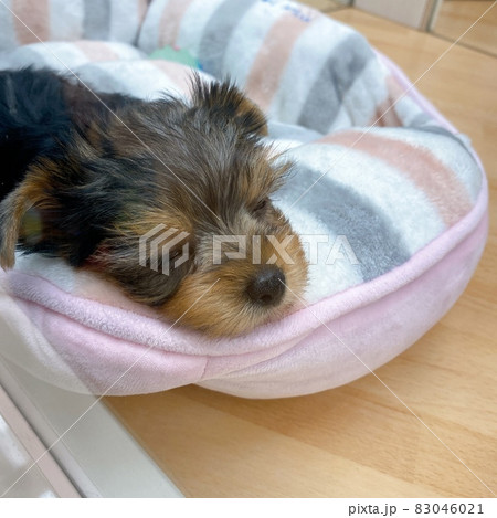 ヨークシャテリアの子犬 ヨークシャテリアの子犬 83046021