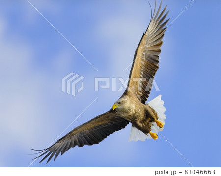 旋回飛行するオジロワシ 旋回飛行するオジロワシ 83046663