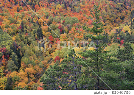 Aerial colorful autumn color leaf in Charlevoix, Le Massif, Canada 83046736