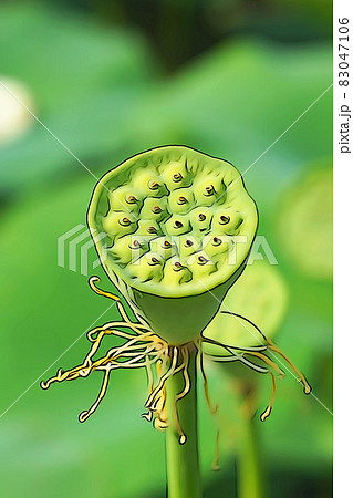 パステル調 ”ハス 花芯 茶托” イラストイメージ パステル調 ”ハス 花芯 茶托” イラストイメージ 83047106