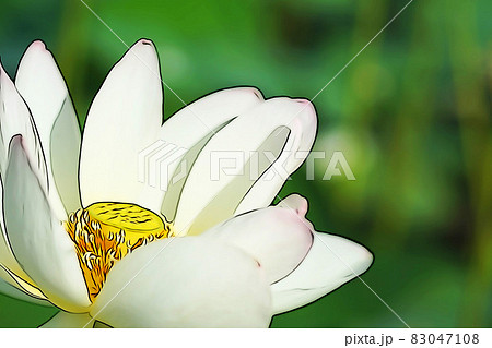 パステル調 ”ハス の花” イラストイメージ パステル調 ”ハス の花” イラストイメージ 83047108