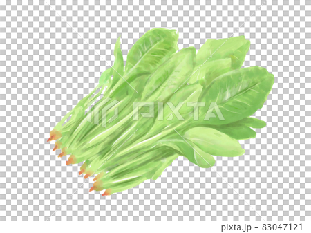 手描きのほうれん草 83047121