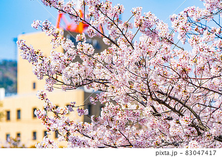 【春】徳島中央公園の桜 【春】徳島中央公園の桜 83047417