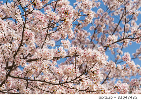 【春】徳島中央公園の桜 83047435
