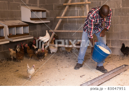 Smiling male farmer with bucket feeding chickens at the farm Smiling male farmer with bucket feeding chickens at the farm 83047951