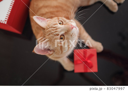 Happy red cat with gift boxes lying on black table. Happy red cat with gift boxes lying on black table. 83047997