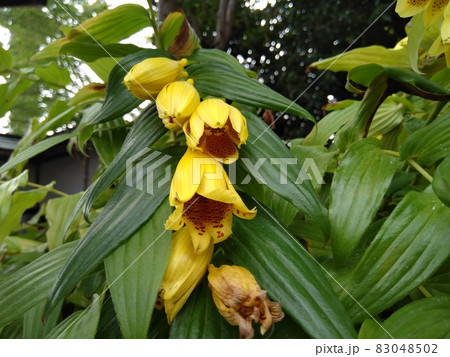 キイジョウロホトトギス キイジョウロホトトギス 83048502