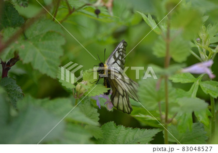 ウスバシロチョウ Parnassius citrinarius 83048527