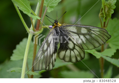 ウスバシロチョウ Parnassius citrinarius ウスバシロチョウ Parnassius citrinarius 83048528