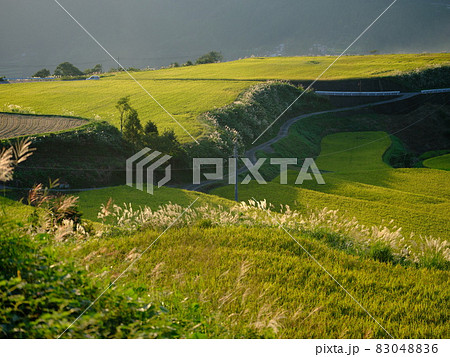 黄金色に輝く棚田の稲穂 83048836