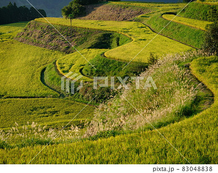 秋色に輝く高須の棚田 83048838