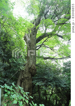 一畑薬師寺 83048855