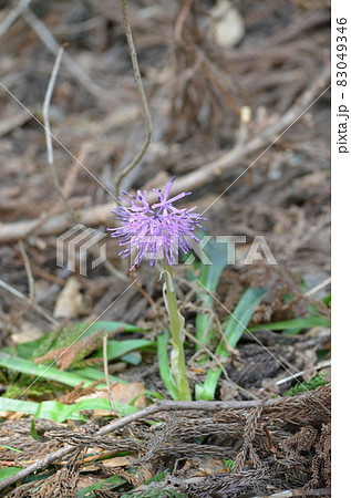ショウジョウバカマ Heloniopsis orientalis 83049346