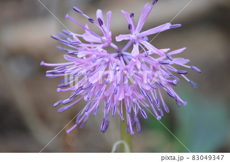 ショウジョウバカマ Heloniopsis orientalis ショウジョウバカマ Heloniopsis orientalis 83049347