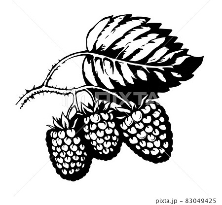 Raspberries on branch. Vector illustration 83049425