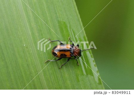 ヨツボシテントウダマシ 83049911