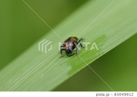 ヨツボシテントウダマシ 83049912