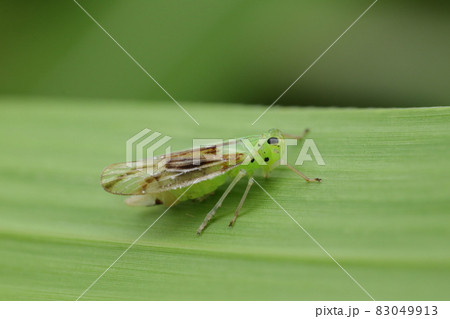 タテスジグンバイウンカ 83049913