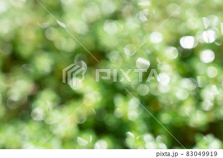 キラキラ輝く植物の緑　ぼかし　（背景素材） 83049919