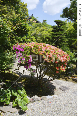 新薬師寺　庭園のツツジ　奈良市 83050313