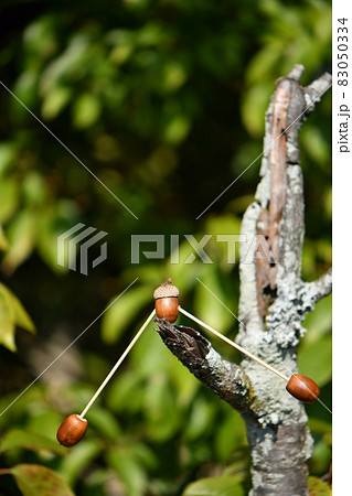 ドングリのヤジロベエ ドングリのヤジロベエ 83050334