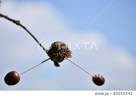 ドングリのヤジロベエ ドングリのヤジロベエ 83050342