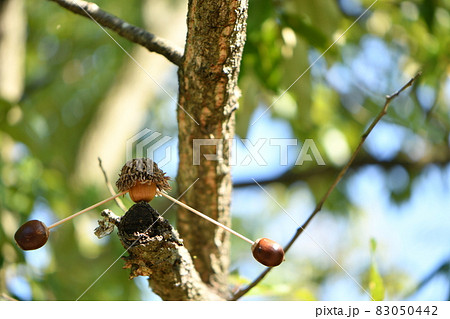 ドングリのヤジロベエ ドングリのヤジロベエ 83050442