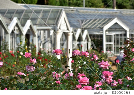 クイーンエリザベス211014pm2:58-2 クイーンエリザベス211014pm2:58-2 83050563