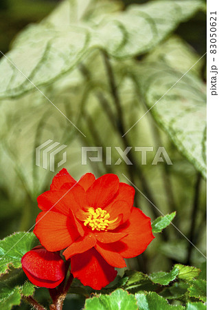 観葉植物、カラジュームを背景に球根ベゴニアの咲く風景-2 83050621