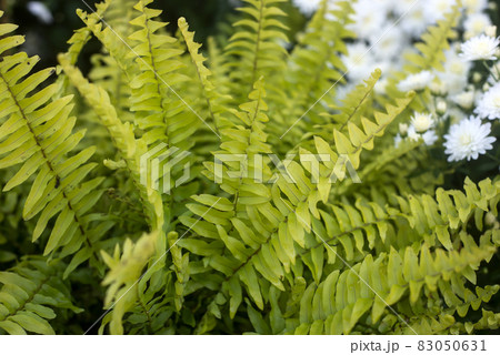 Closeup of decorative fern leaves in a public garden Closeup of decorative fern leaves in a public garden 83050631
