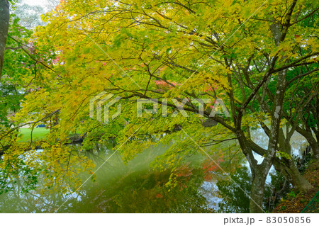 清水公園の紅葉 83050856