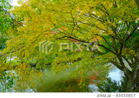 清水公園の紅葉 83050857
