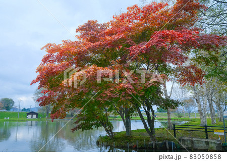 清水公園の紅葉 清水公園の紅葉 83050858