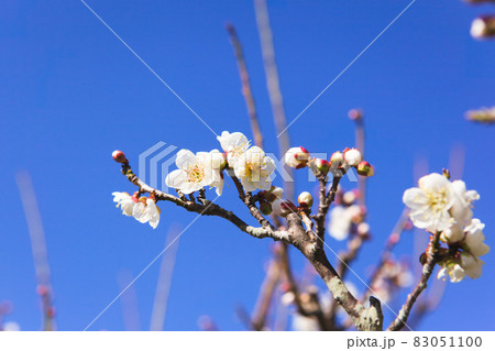 満開になった白梅の花のクローズアップ 83051100