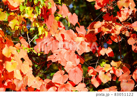 赤く色づいた山ぶどうの葉 83051122