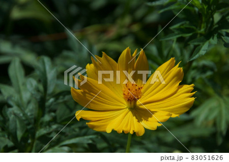 キバナコスモス 83051626