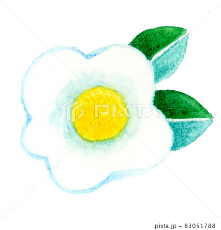 手描きの水彩イラスト素材 単品 白い椿の花 年賀状にもオススメのイラスト素材 0517